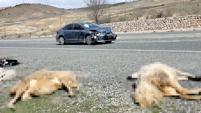 Otomobil koyun sürüsüne daldı: 9 koyun telef oldu