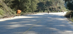 Yem fiyatları arttı, salma besicilik yeniden değer kazandı