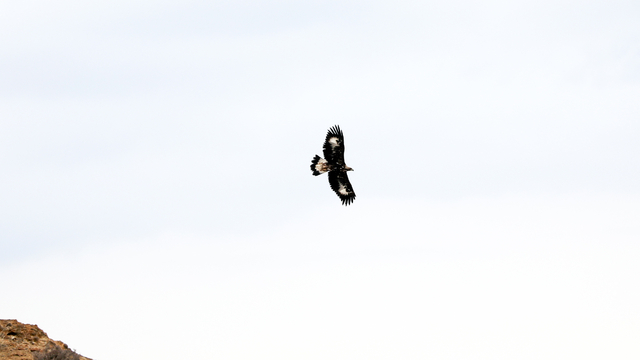 Saatte 320 kilometre hızla uçabilen kaya kartalı Iğdır'da görüntülendi