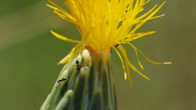 Doğaseverlerden Tülüşah için "acil koruma" çağrısı
EKODOSD Başkanı Sürücü: "Koruyamazsak kaybedeceğiz"
