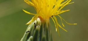 'Tülüşah, yok olma tehlikesiyle karşı karşıya'