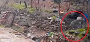 Adana'da aç kalan kurdun, yerleşim yerinde yemek aradığı anlar kamerada