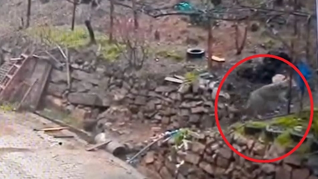 Adana'da aç kalan kurdun, yerleşim yerinde yemek aradığı anlar kamerada