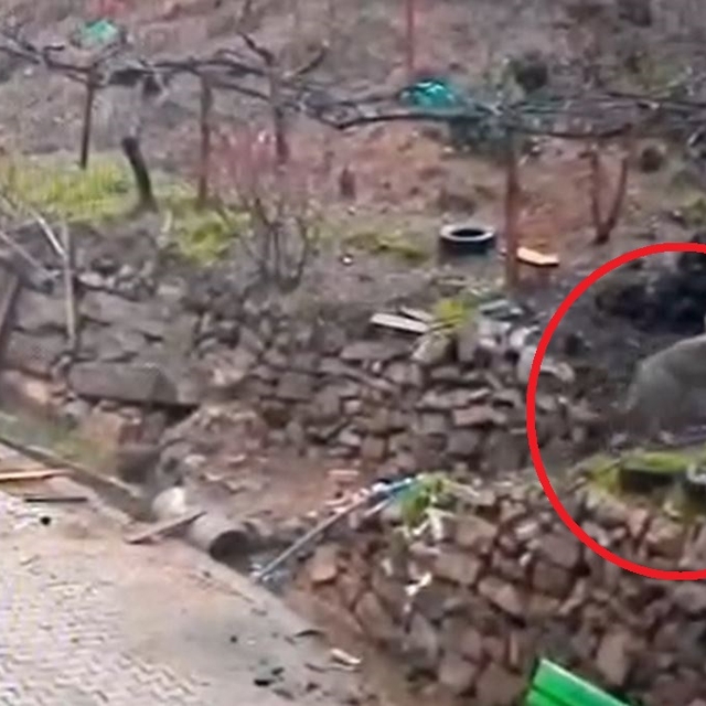 Adana'da aç kalan kurdun, yerleşim yerinde yemek aradığı anlar kamerada