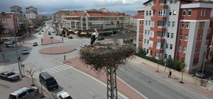 Konya'nın leylekleri direkteki yuvalarına geldi