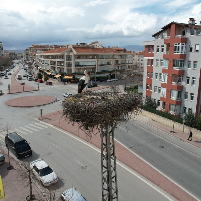 Konya'nın leylekleri direkteki yuvalarına geldi