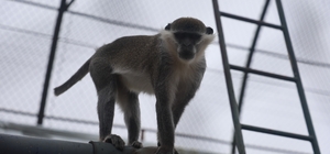 Denizli'de yakalanan maymun Konya'da hayvanat bahçesine teslim edildi