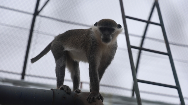 Denizli'de yakalanan maymun Konya'da hayvanat bahçesine teslim edildi