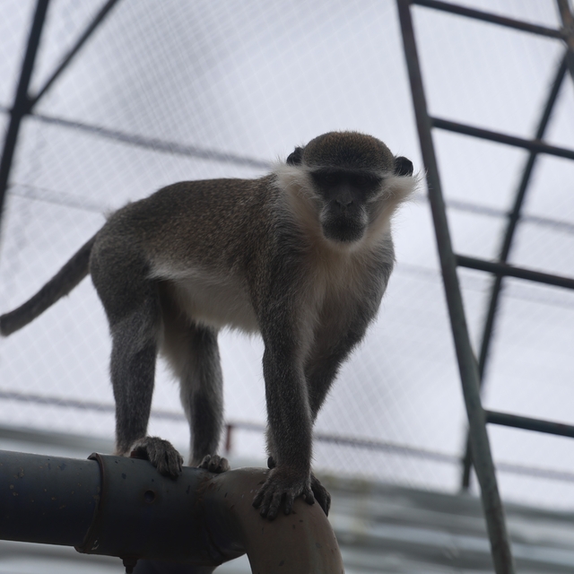 Denizli'de yakalanan maymun Konya'da hayvanat bahçesine teslim edildi