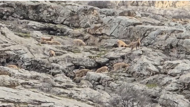 Sümbül Dağı'nda sürü halinde dağ keçisi görüntülendi