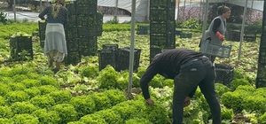 Geçen sene zararıyla ağlatan 'kıvırcık' bu yıl güldürdü