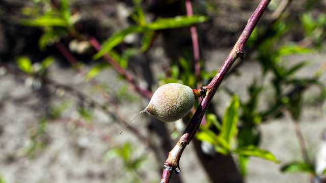 Ağır kış şartlarına karşın Çukurova'da sert çekirdekli meyveler olgunlaştı