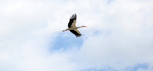 Leyleklerin ‘yuva’ kararsızlığı