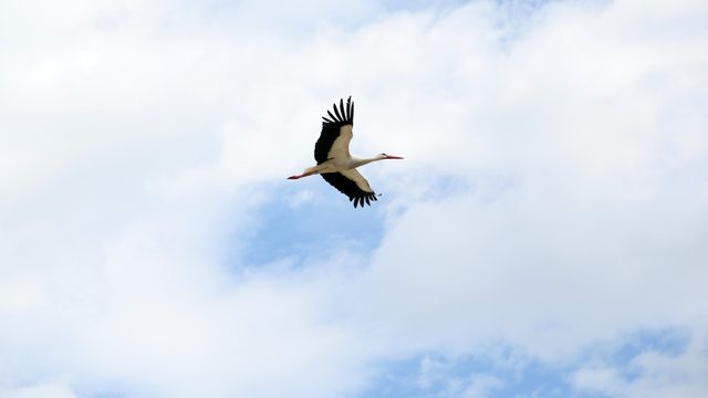 Leyleklerin 'yuva' kararsızlığı