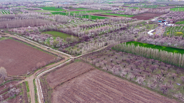 Iğdır'daki kayısı ağaçları çiçek açtı