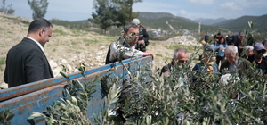 Mut ilçesinde 700 zeytin fidanı toprakla buluşturuldu