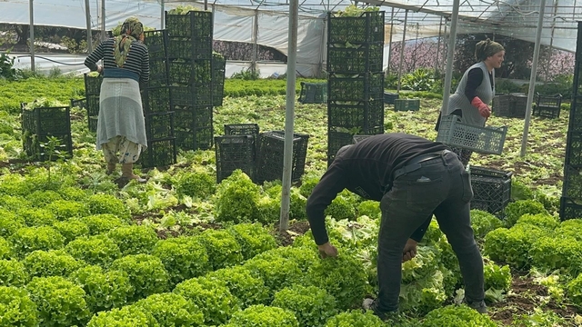 Geçen sene zararıyla ağlatan 'kıvırcık' bu yıl güldürdü