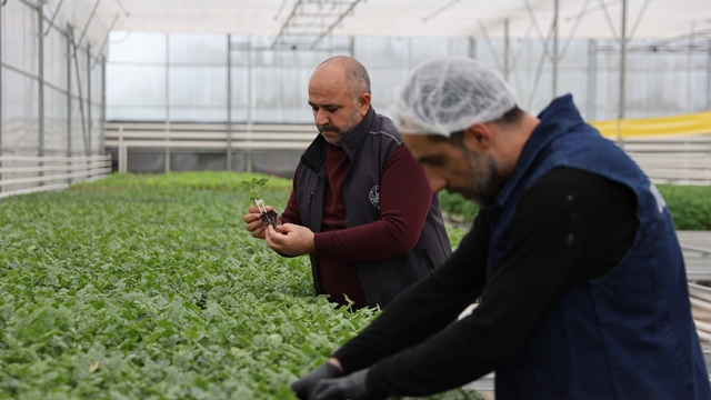 Jeotermal tesiste üretilen çiçekler, kentin renklenmesinde önemli rol alıyor
Elazığ'da üretilen çiçekler, kentin farklı noktalarına dikiliyor
Elazığ'da 10 bin metrekare alan üzerine kurulan tesiste, 8 çeşit çiçek üretiliyor