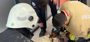 Boynuna zincir sıkışan köpeğin imdadına itfaiye yetişti