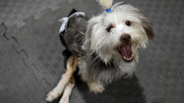 Sahibi vefat eden engelli köpek Yumoş, iyileşip yeni yuvasına koşacağı günü bekliyor