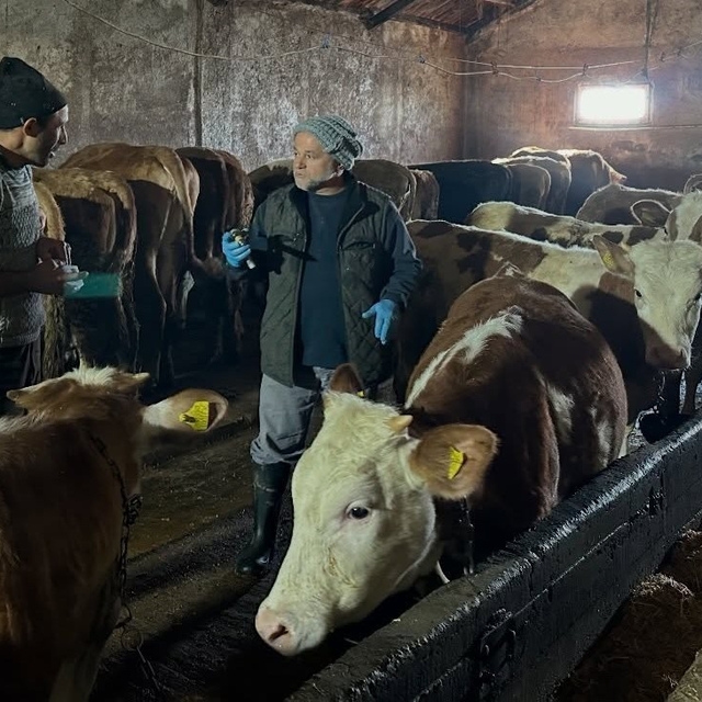 Aydıntepe'nin 23 köyünde ve 4 mahallesinde şap aşılama kampanyası tamamland...