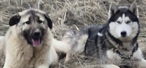 Rus güzele gönlünü kaptıran kangala kadınlardan tepki: "Bizim erkeklerimiz böyledir" Kangal köpeği ile Sibirya kurdunun aşkları gündem olmuştu, kadınlardan "Bizim erkeklerimiz böyle" yorumları geldi
