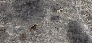 Erzincan'da kış uykusundan uyanan ayılar havadan görüntülendi