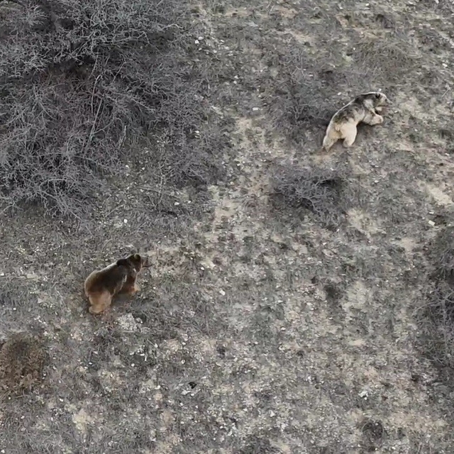 Erzincan'da kış uykusundan uyanan ayılar havadan görüntülendi