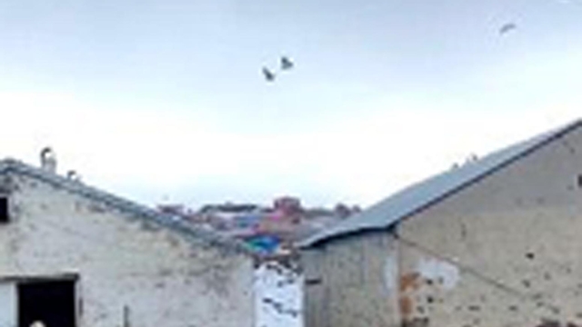 Çoban köpeklerinin drona tepkisi kamerada