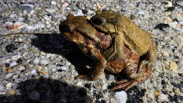 Kütahya'da 5 bin yıllık göç yeniden başladı