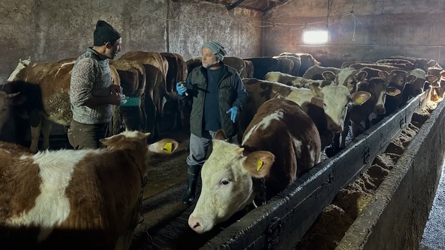 Aydıntepe'nin 23 köyünde ve 4 mahallesinde şap aşılama kampanyası tamamlandı