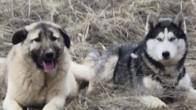 Rus güzele gönlünü kaptıran kangala kadınlardan tepki: "Bizim erkeklerimiz böyledir"
Kangal köpeği ile Sibirya kurdunun aşkları gündem olmuştu, kadınlardan "Bizim erkeklerimiz böyle" yorumları geldi