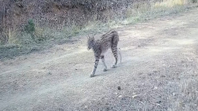 Çankırı'da "Ormanın hayaleti" vaşak görüntülendi