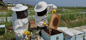 Kuyucak'tan dünyaya kovan ihracatı