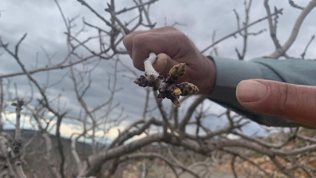 Kar ve yağmur bereketi: Antep fıstığında kuraklık endişesi geçti