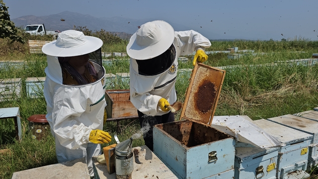 Kuyucak'tan dünyaya kovan ihracatı