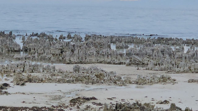 Van Gölü'nde kuraklık alarmı: Adilcevaz sahilinde mikrobiyalitler gün yüzüne çıktı