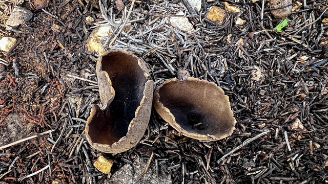 Mut ilçesinde ormanlık alanda yetişen çukurçanak mantarları toplandı