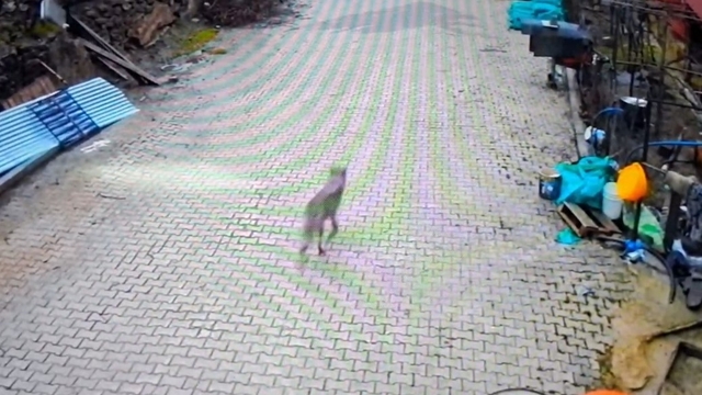 Feke'de yerleşim alanına inen kurt görüntülendi