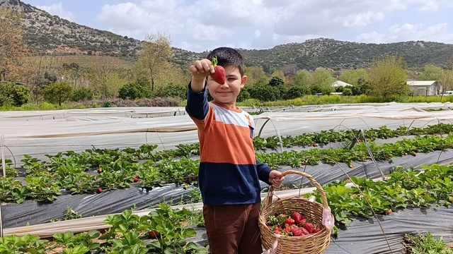 Hasadı çiftçi değil, vatandaş yaptı
Çiftçi üretti, vatandaş kendi tüketeceği çileği kendi hasat etti