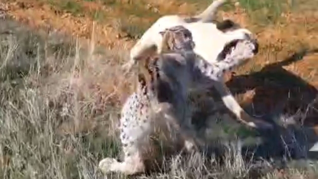 Malatya'da vaşak-köpek kavgası kamerada