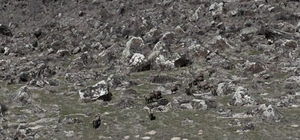 Adilcevaz'da domuzlar çiftçileri bezdirdi