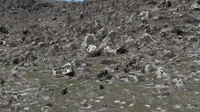 Adilcevaz'da domuzlar çiftçileri bezdirdi