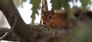 Kızıl sincap piknikçilerin neşesi oldu