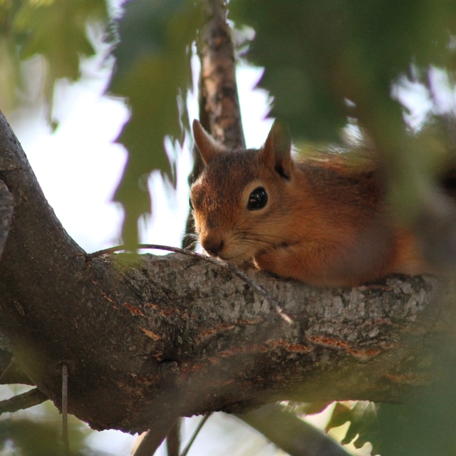 Kızıl sincap piknikçilerin neşesi oldu