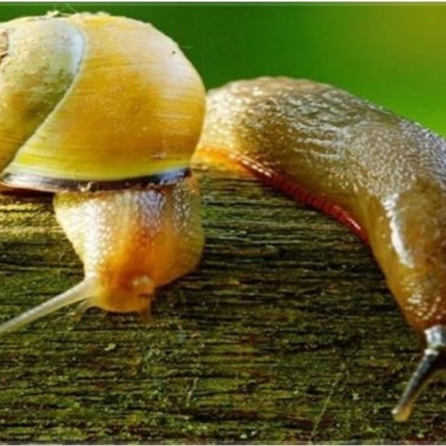 Salyangoz ve sümüklü böcek uyarısı