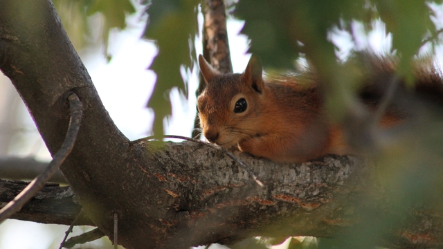 Kızıl sincap piknikçilerin neşesi oldu