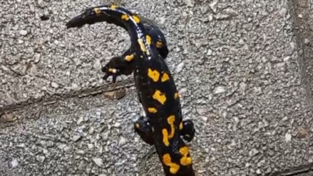 Adana'da 'semender' görüldü