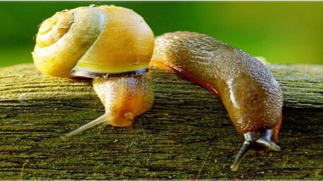 Salyangoz ve sümüklü böcek uyarısı