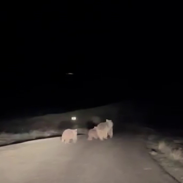 Kış uykusundan uyanan ayı ve yavruları yemek ararken görüntülendi